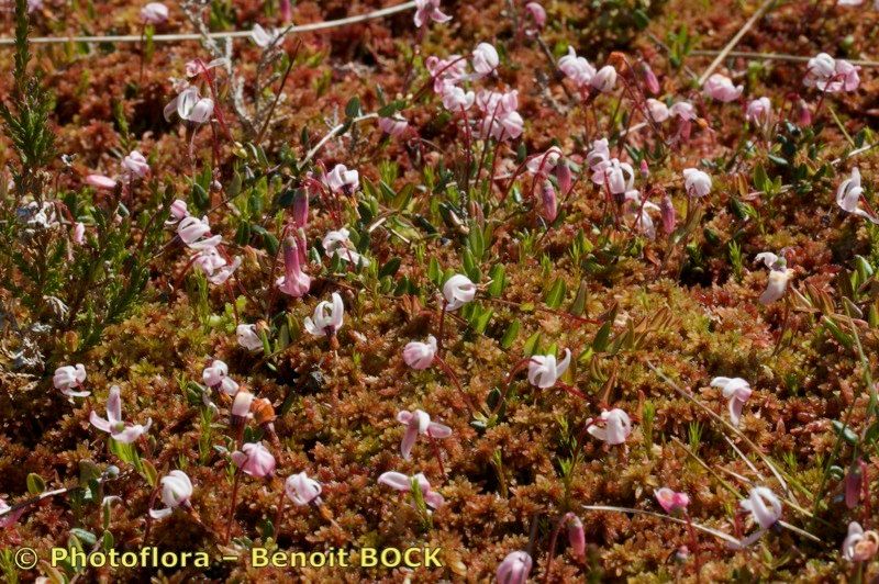 Taken Aug 15, 2010 by Photoflora - Benoit BOCK (©)