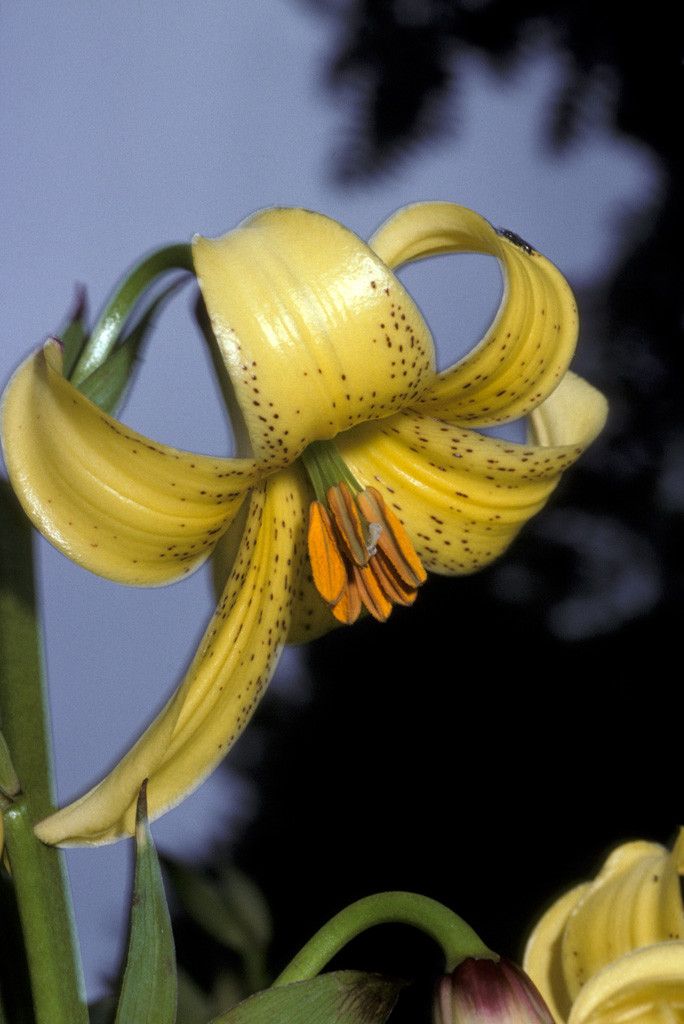 Lilium Monadelphum M Bieb 有用植物 Pl Ntnet Identify