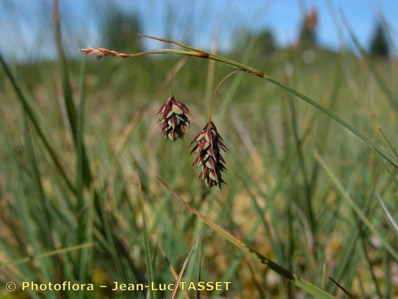 Taken Jul 15, 2003 by Photoflora - Jean-Luc TASSET (©)