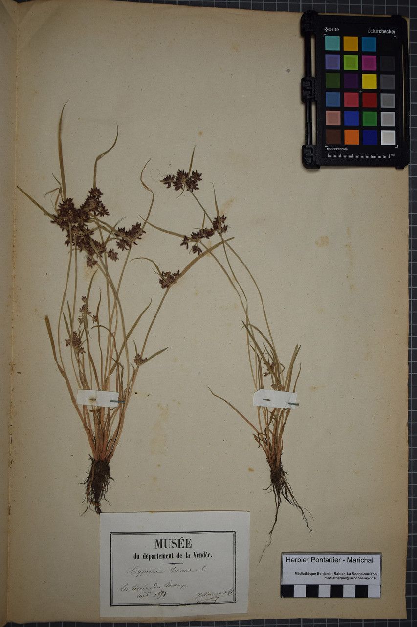 Taken Jul 31, 1871 by Tela Botanica − Herbier PONTARLIER-MARICHAL (cc-by-sa)