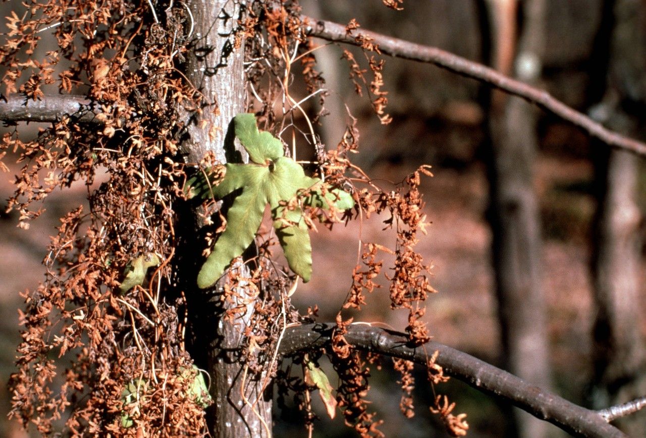 Taken Jan 1, 1900 by EOL − WVU Herbarium (cc-by-nc-sa)