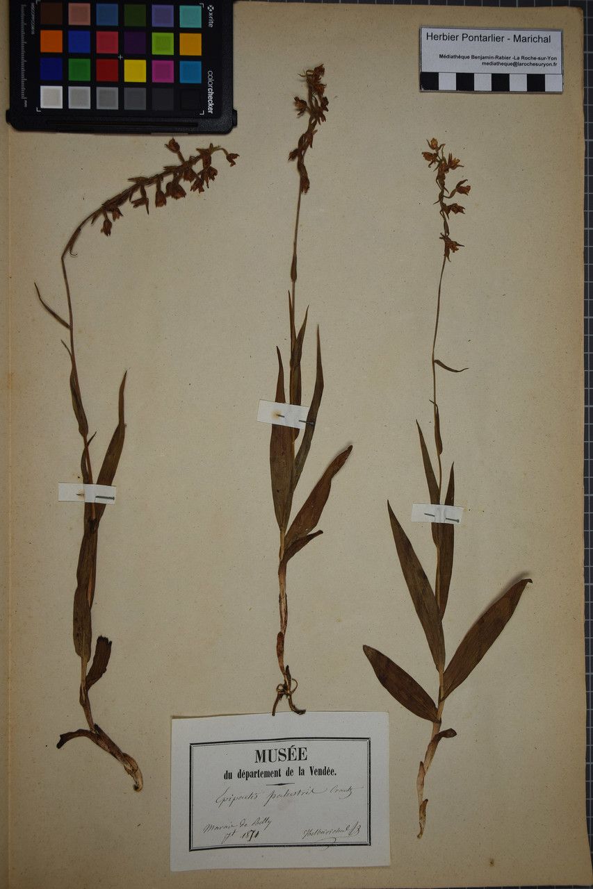 Taken Jun 30, 1871 by Tela Botanica − Herbier PONTARLIER-MARICHAL (cc-by-sa)