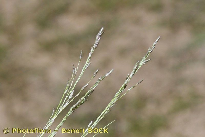 Taken Aug 15, 2015 by Photoflora - Benoit BOCK (©)