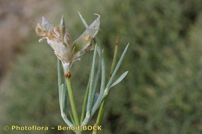 Taken Jul 15, 2006 by Photoflora - Benoit BOCK (©)