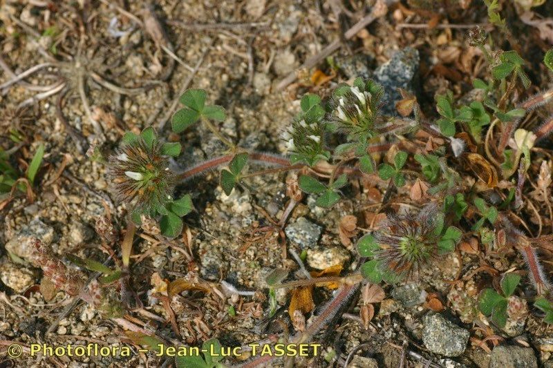 Taken Apr 15, 2005 by Photoflora - Jean-Luc TASSET (©)