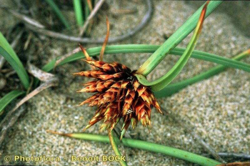 Taken Aug 15, 2001 by Photoflora - Benoit BOCK (©)