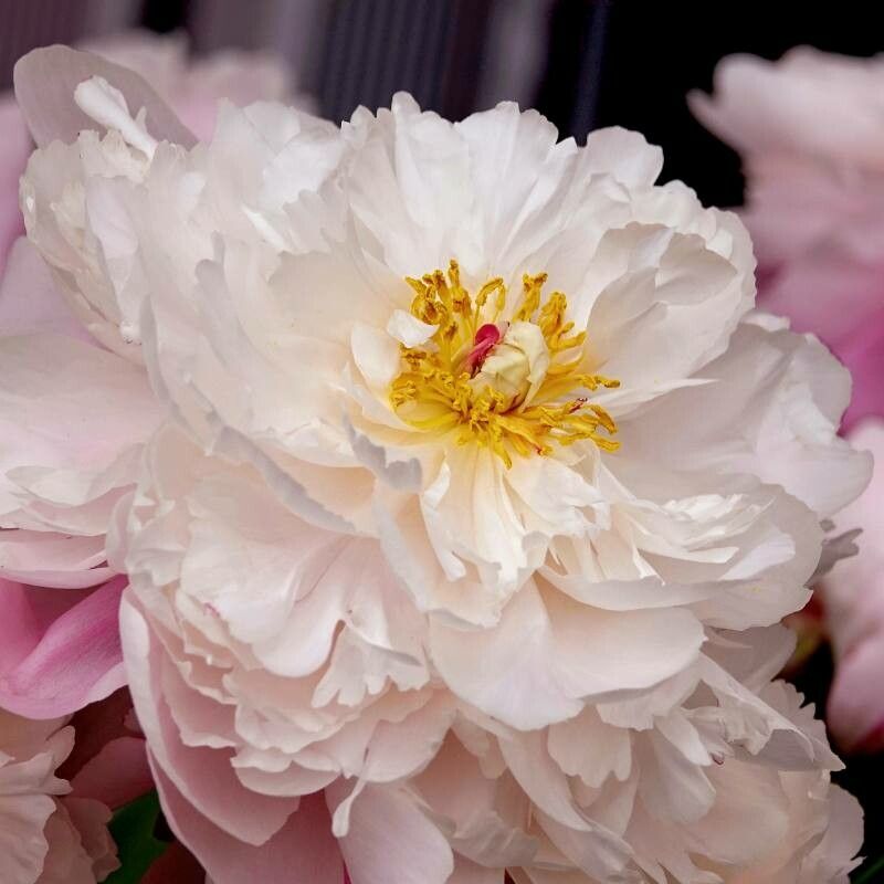 Shao Yao Hot Selling Flower Seed Paeonia Lactiflora Flower Seeds Paeonia  Lactiflora Pall - China Paeonia Lactiflora, Peony Seeds