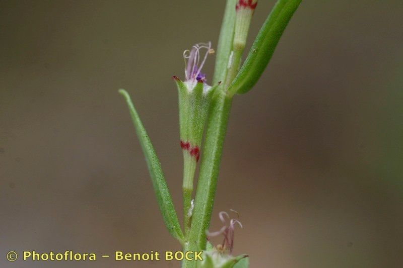 Taken Jul 15, 2006 by Photoflora - Benoit BOCK (©)