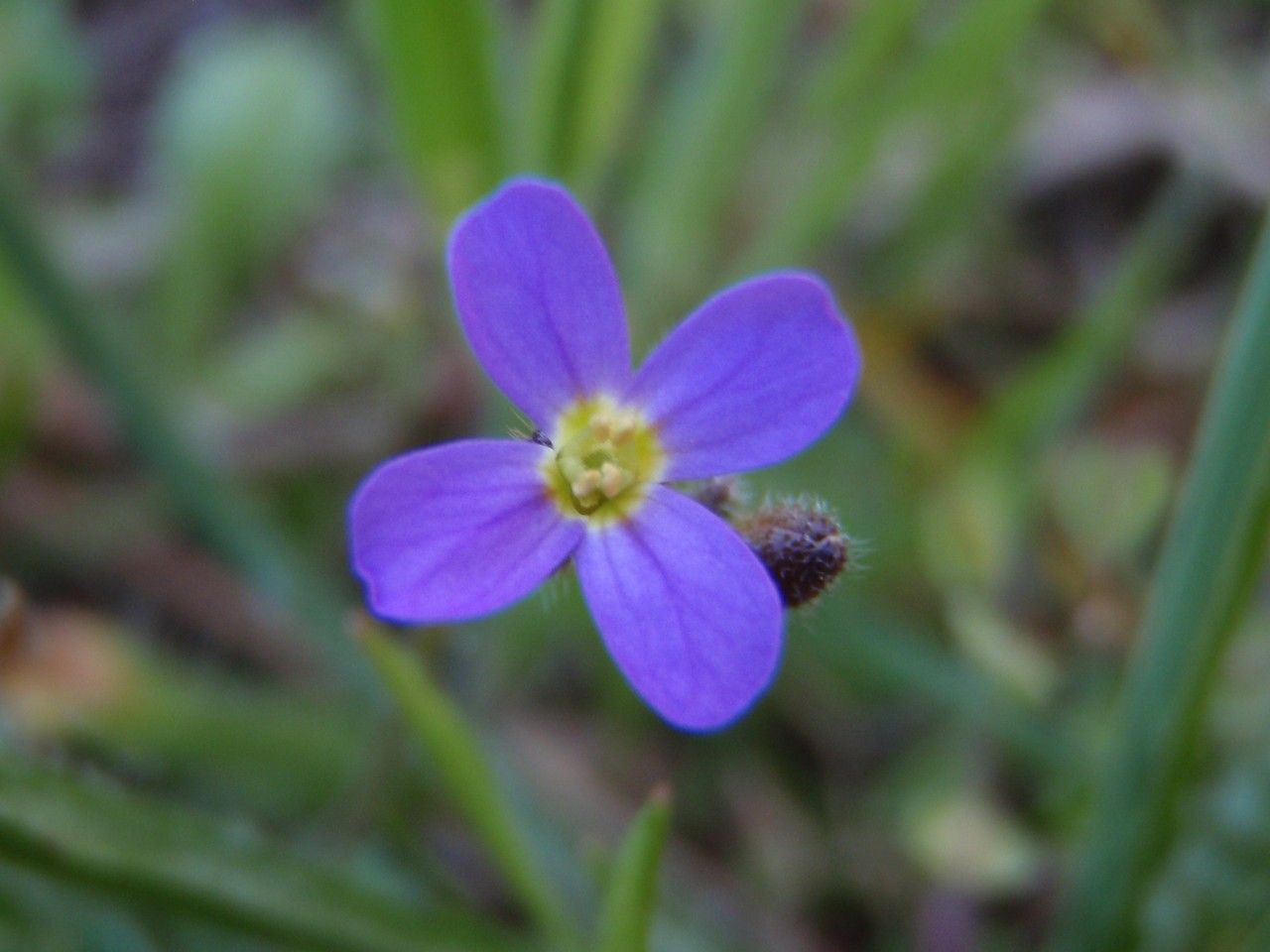 Taken Apr 15, 2013 by Tela Botanica − Geneviève Botti (cc-by-sa)