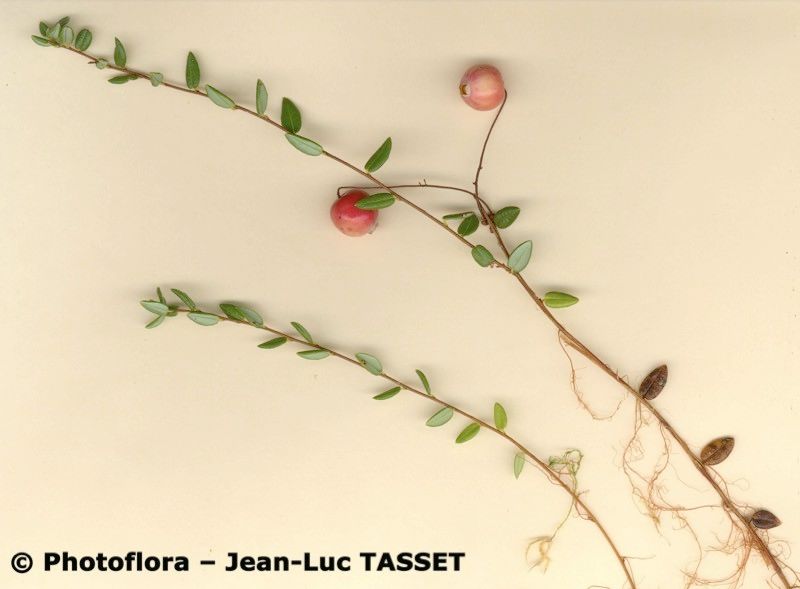 Taken Aug 15, 2010 by Photoflora - Jean-Luc TASSET (©)