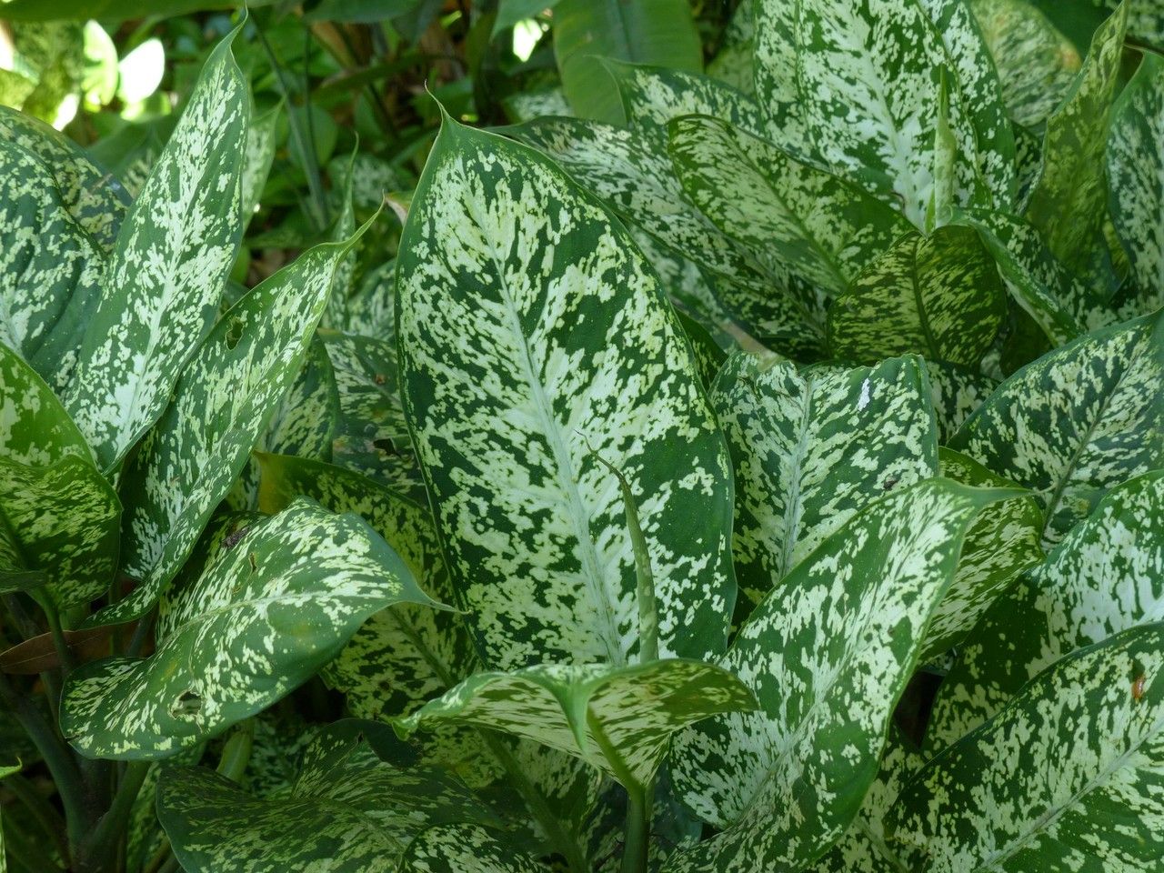 Dieffenbachia picta Schott