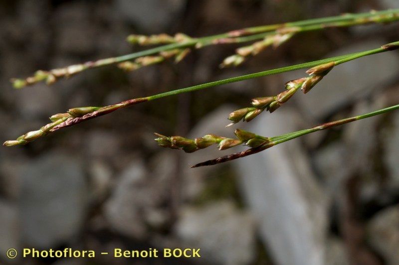 Taken May 15, 2010 by Photoflora - Benoit BOCK (©)