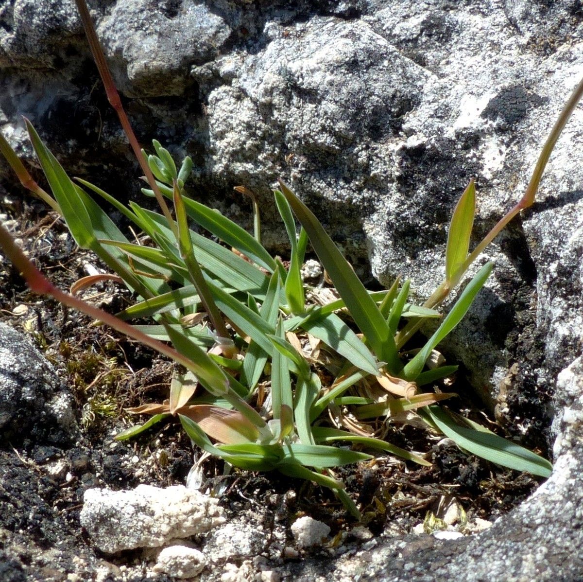 Taken Jun 16, 2019 by Tela Botanica − Jean-Claude Bouzat (cc-by-sa)