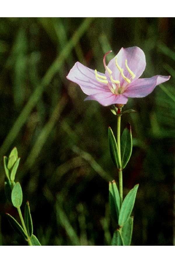 Taken Jan 1, 1900 by EOL − USDA NRCS Wetland Science Institute. (public)