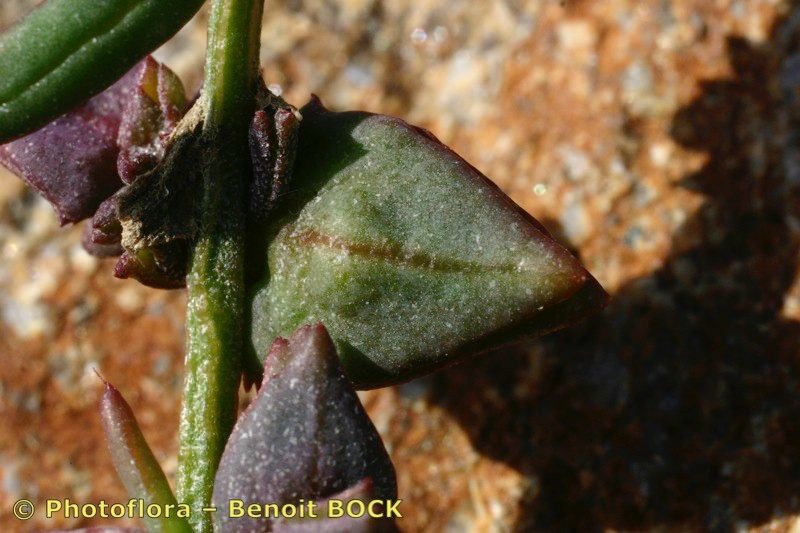 Taken Sep 15, 2005 by Photoflora - Benoit BOCK (©)