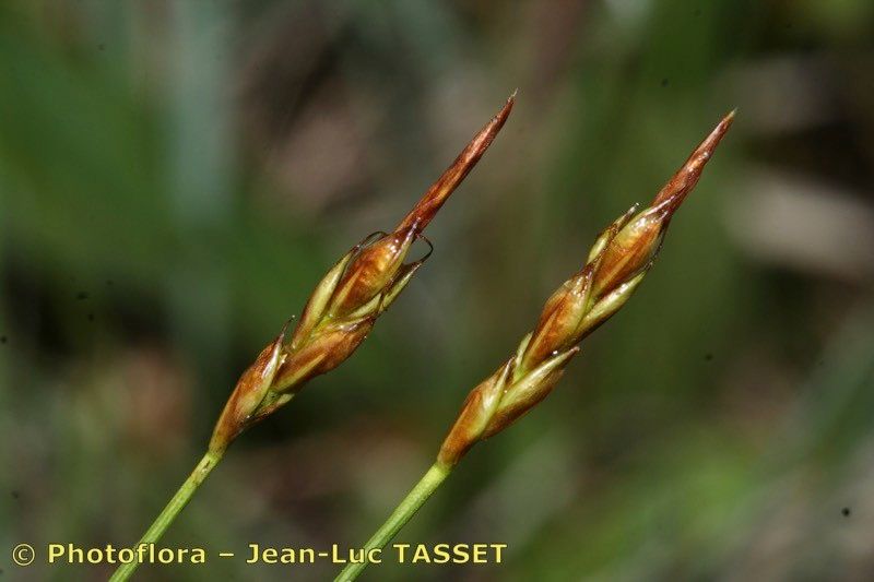 Taken May 15, 2007 by Photoflora - Jean-Luc TASSET (©)