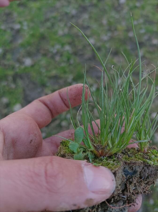 Toad rush