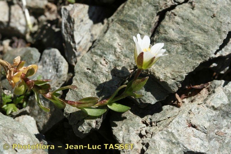 Taken Jul 15, 2007 by Photoflora - Jean-Luc TASSET (©)