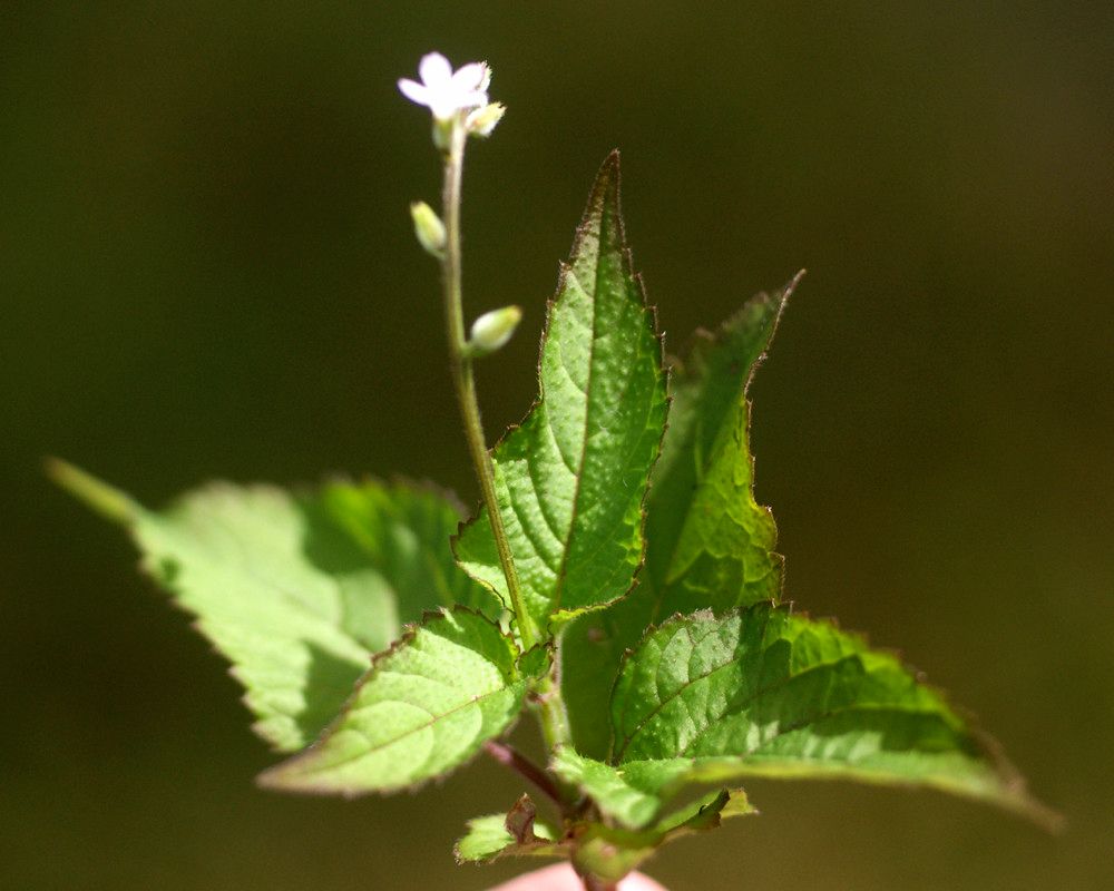 Taken Jul 21, 2012 by Tela Botanica − Liliane Roubaudi (cc-by-sa)