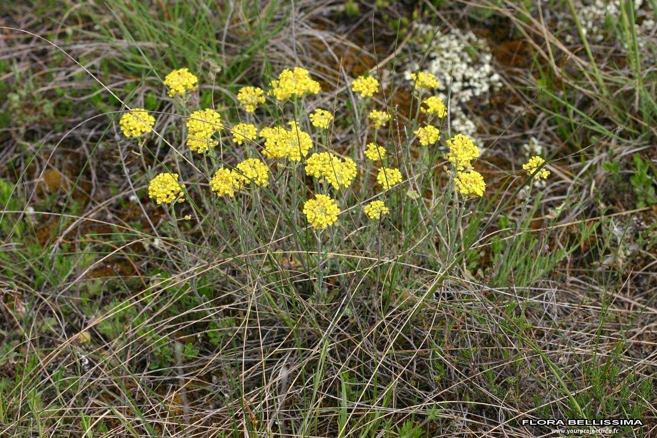 Taken Jan 1, 1800 by Tela Botanica − Thierry Pernot (cc-by-sa)