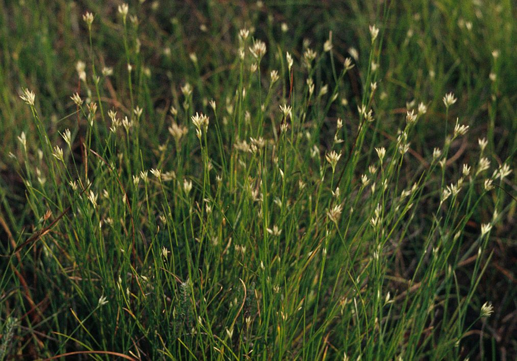 Taken Jan 1, 1900 by EOL − Encyclopedia of Life (cc-by-nc-sa)