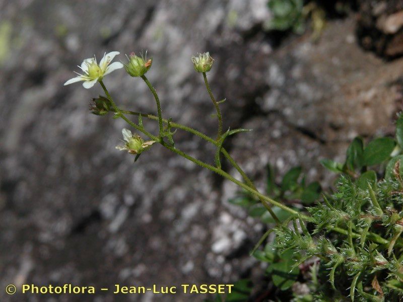 Taken Jul 15, 2003 by Photoflora - Jean-Luc TASSET (©)