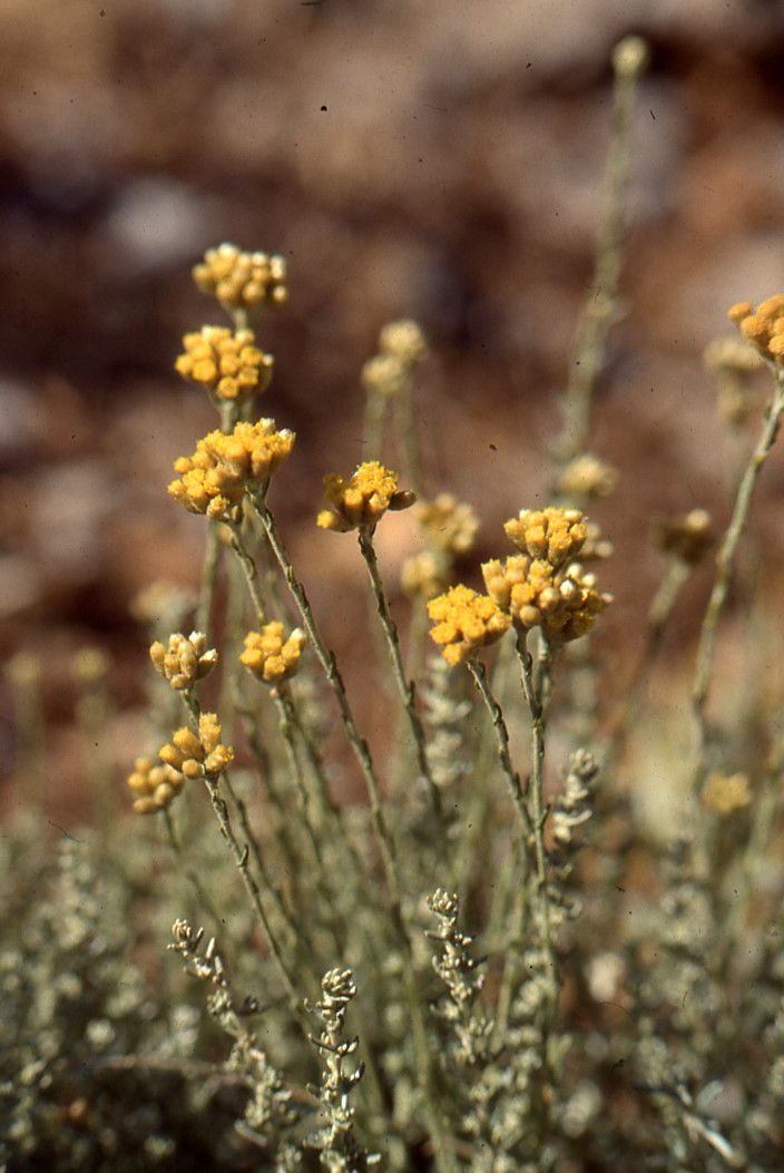 Taken Jul 20, 1990 by Tela Botanica − Liliane ROUBAUDI (cc-by-sa)