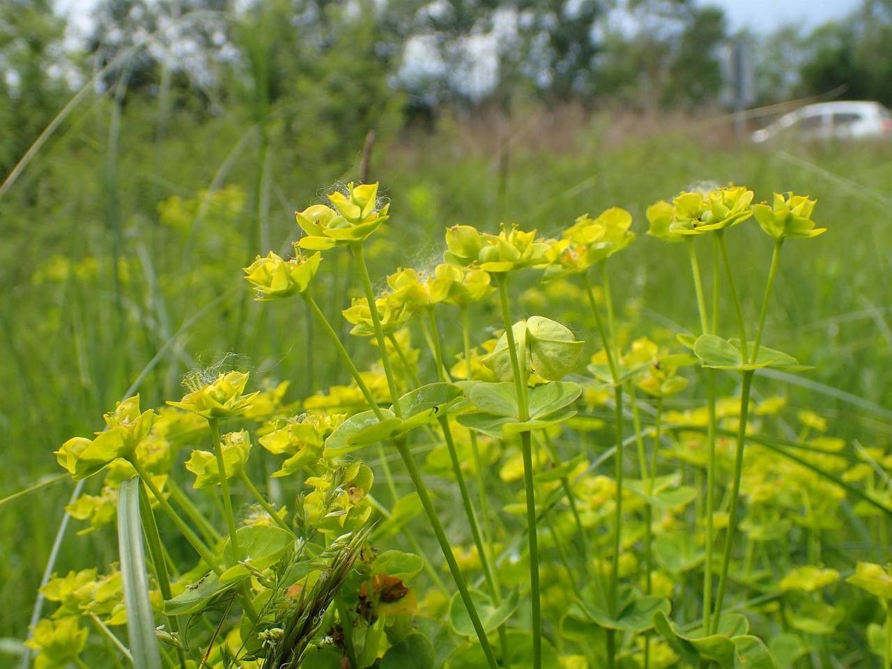 Leafy spurge