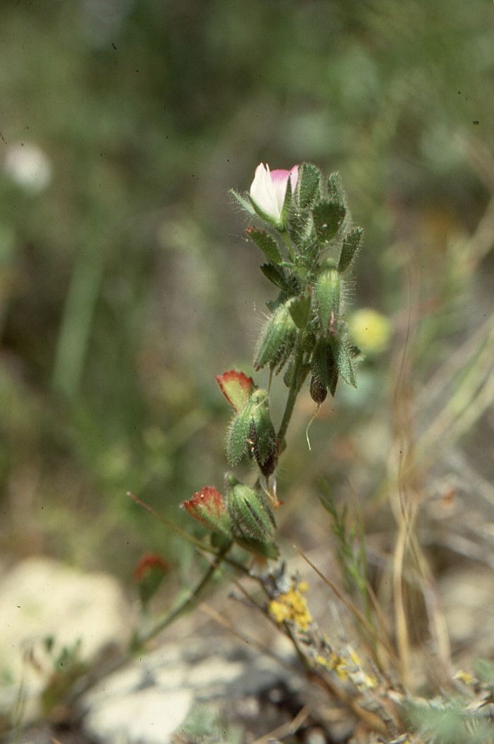 Taken May 5, 1996 by Tela Botanica − Liliane Roubaudi (cc-by-sa)