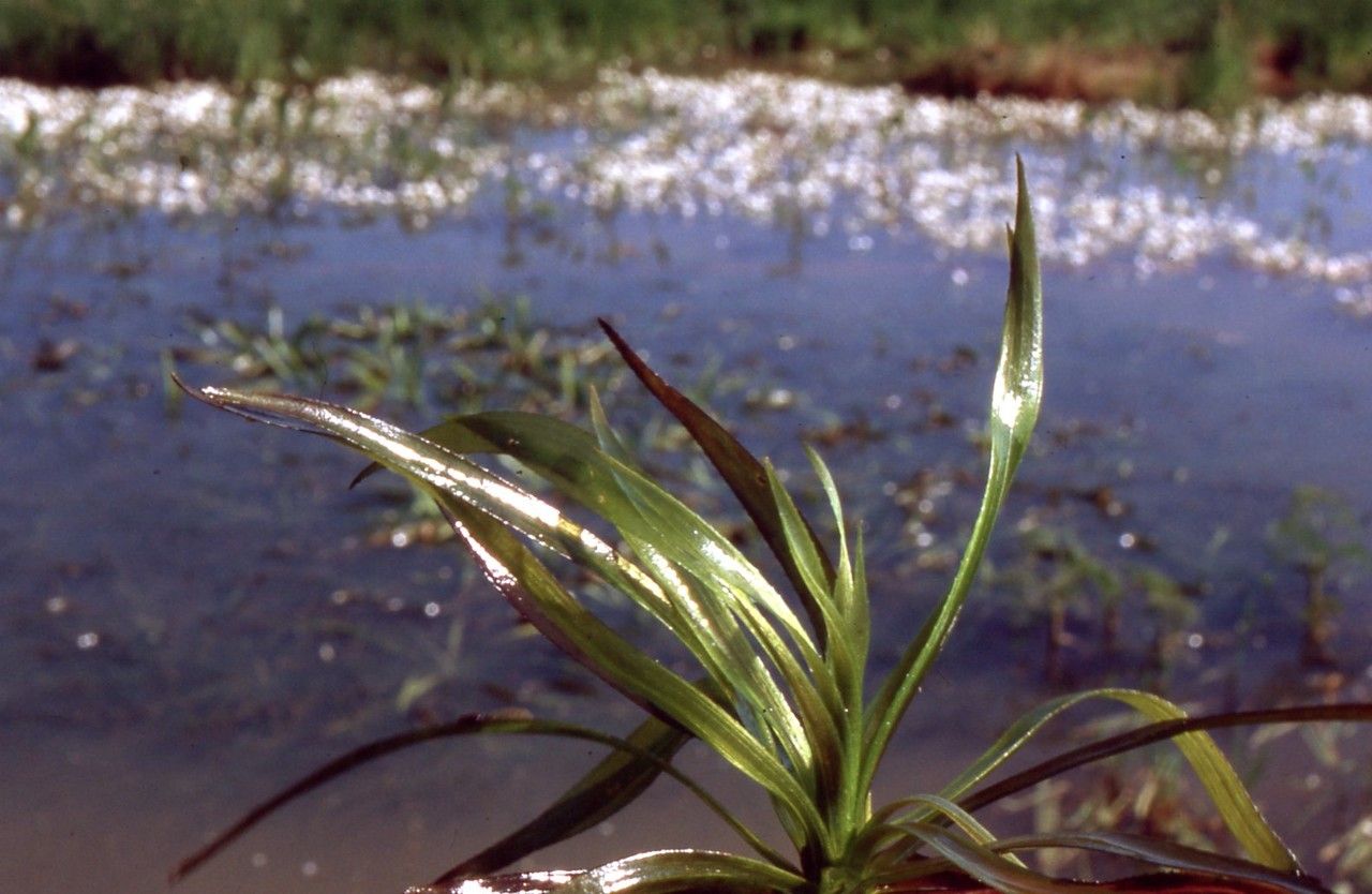 Taken May 12, 2001 by Tela Botanica − Liliane Roubaudi (cc-by-sa)