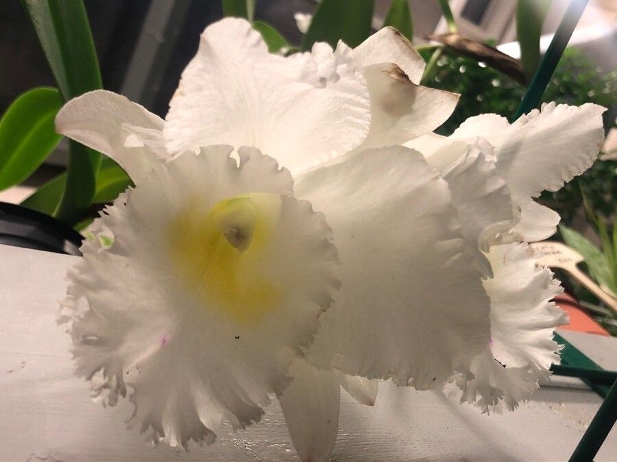 Cattleya mendelii Dombrain, Orquídea Paloma Blanca (Flora mundial) -  Pl@ntNet identify