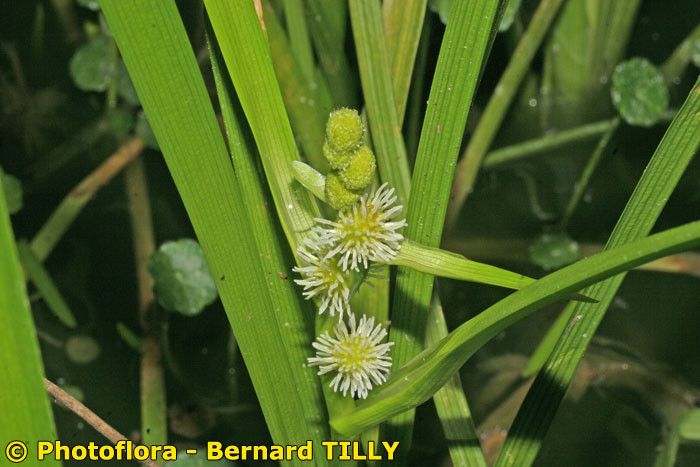 Taken Jul 15, 2006 by Photoflora - Bernard TILLY (©)