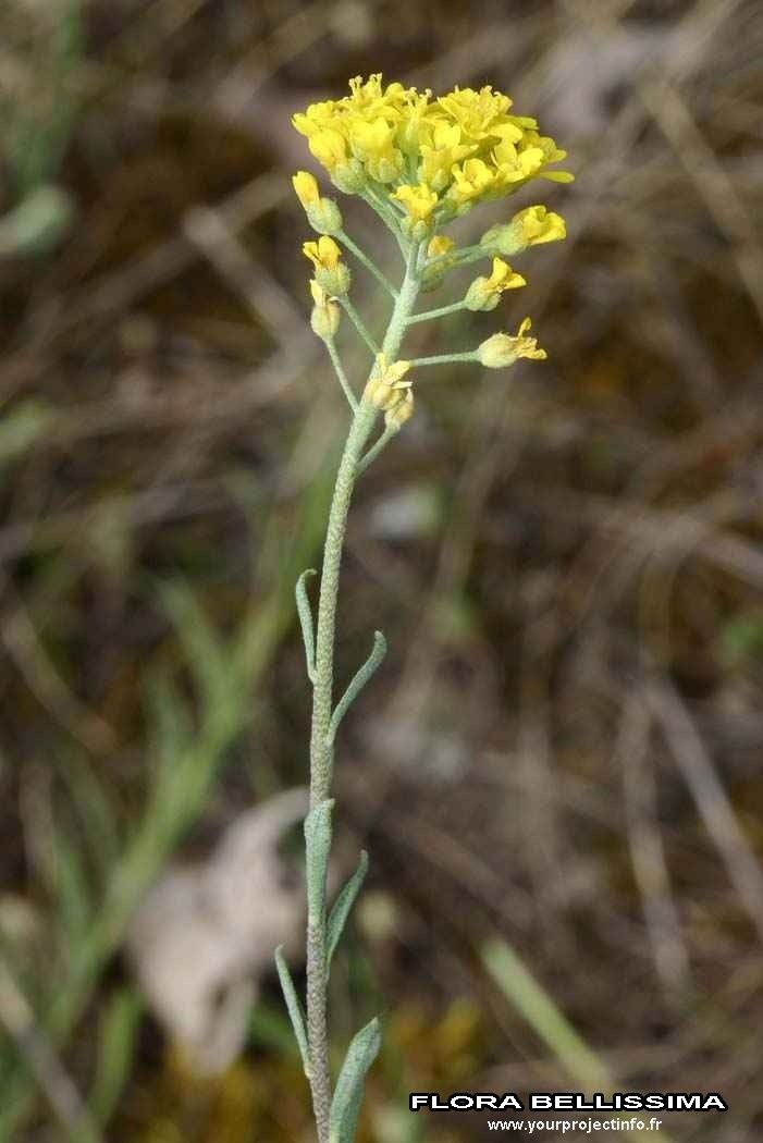 Taken Jan 1, 1800 by Tela Botanica − Thierry Pernot (cc-by-sa)