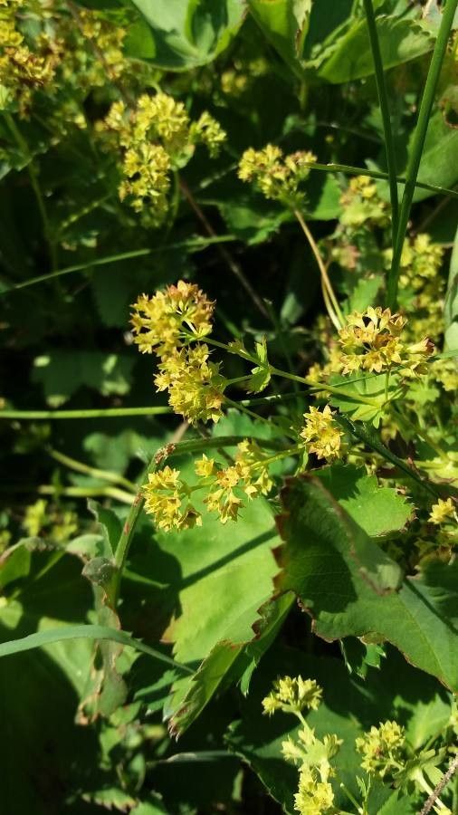 Smooth lady's-mantle