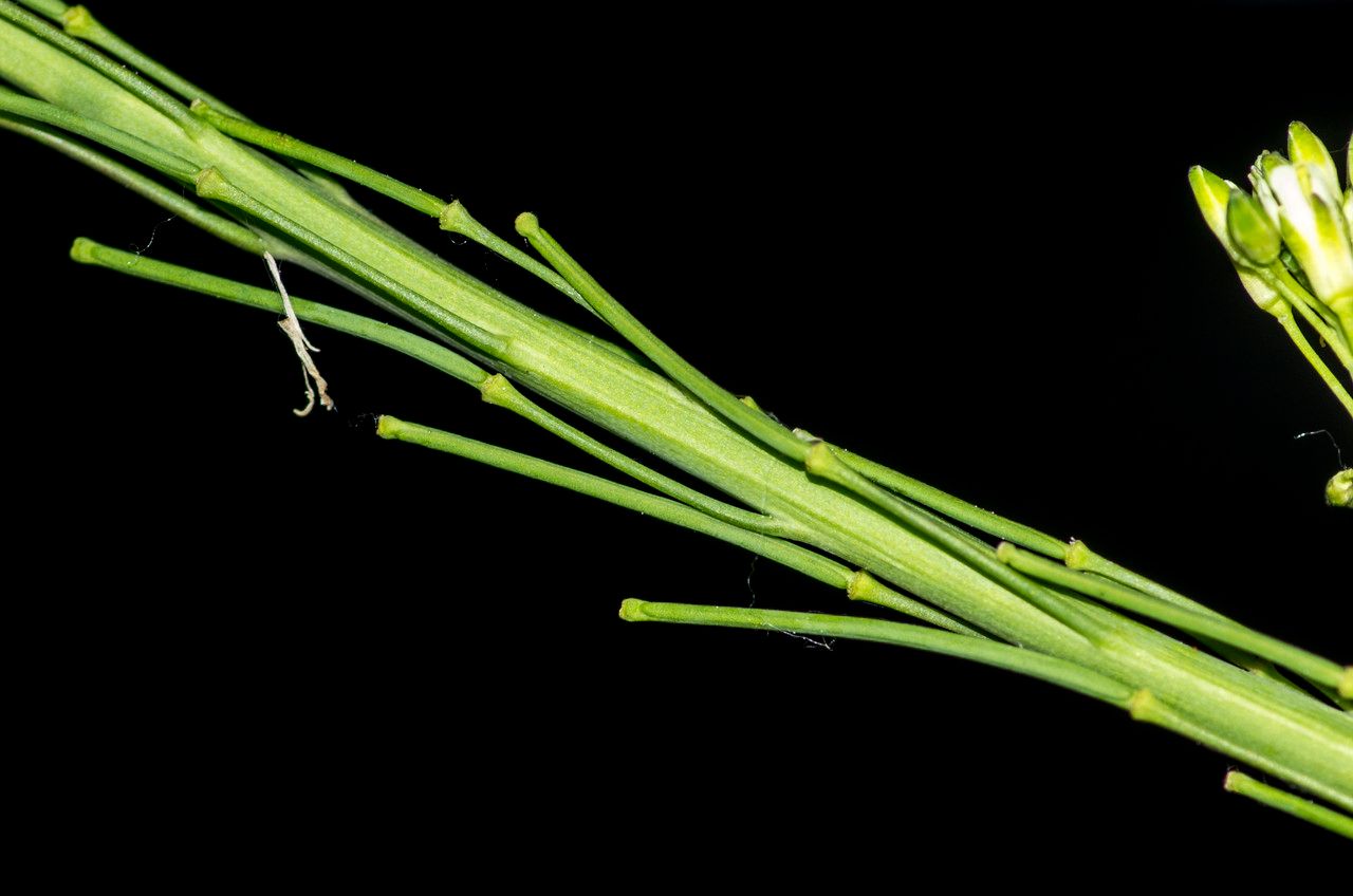 Taken Jun 1, 2014 by Tela Botanica − Jean-Jacques HOUDRÉ (cc-by-sa)