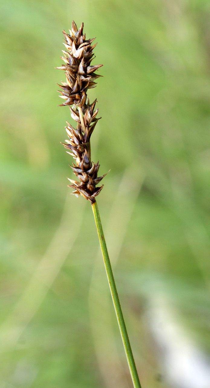 Taken Jul 10, 2014 by Tela Botanica − Liliane Roubaudi (cc-by-sa)