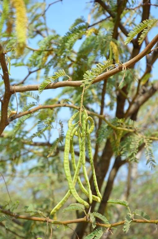 Taken May 8, 2014 by Tela Botanica − Sénégal ENGOUEMENT (cc-by-sa)