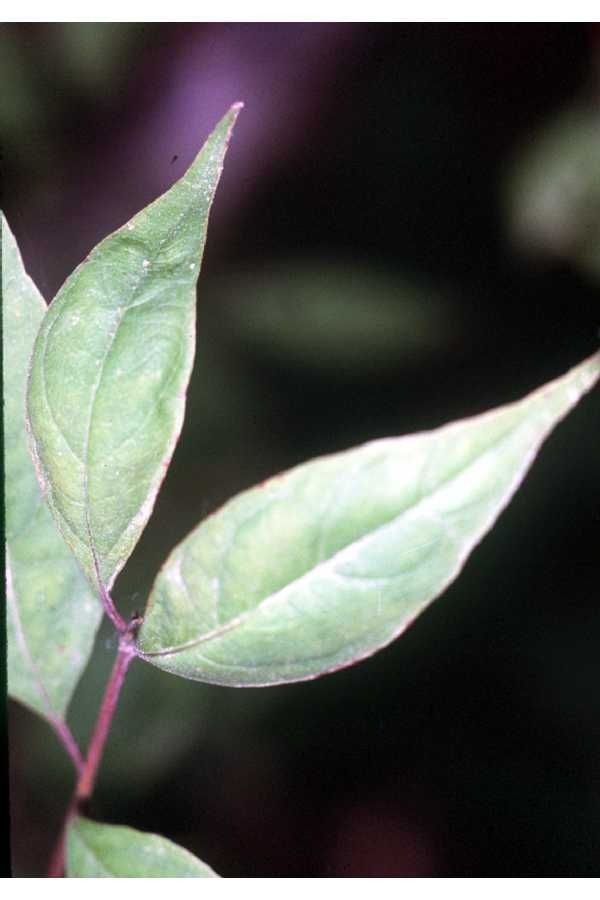 Taken Jan 1, 1900 by EOL − USDA NRCS Wetland Science Institute. (public)