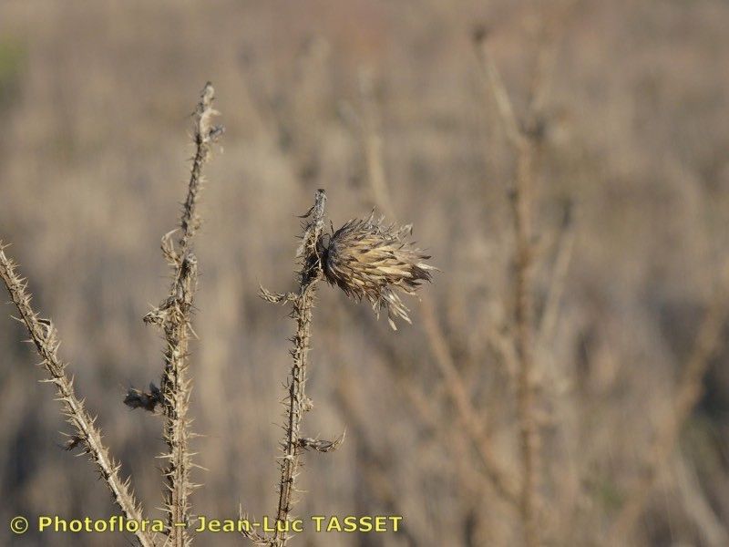 Taken Jan 15, 2020 by Photoflora - Jean-Luc TASSET (©)