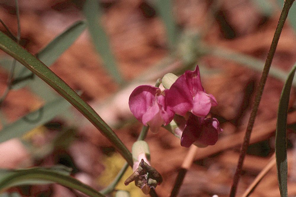 Taken Dec 9, 2002 by EOL − Gary A. Monroe (cc-by-nc)