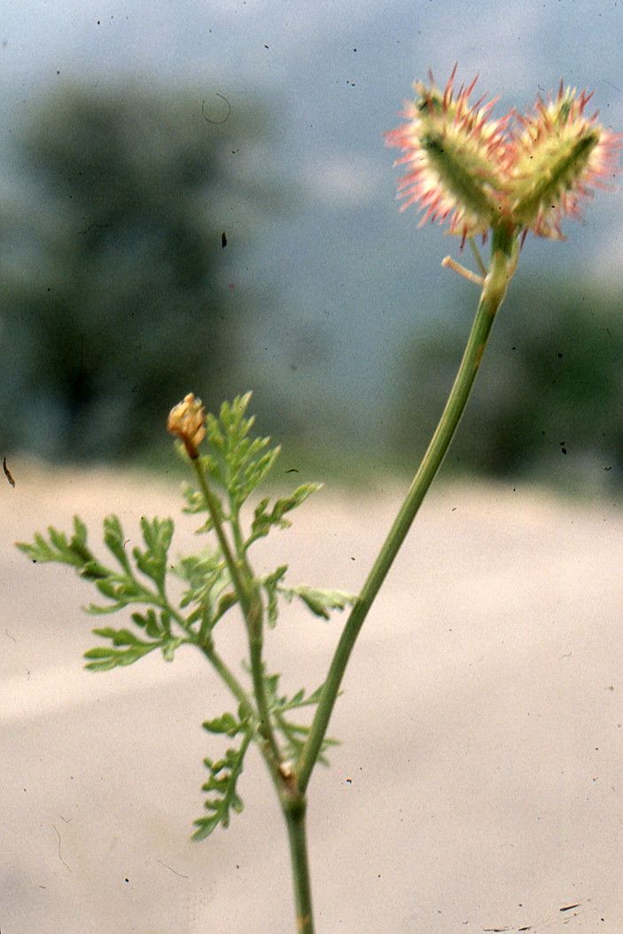 Taken May 28, 2006 by Tela Botanica − Liliane Roubaudi (cc-by-sa)