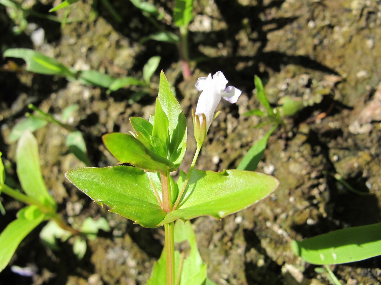 Taken Aug 14, 2013 by Tela Botanica − Hugues TINGUY (cc-by-sa)