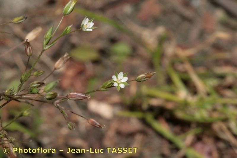 Taken Aug 15, 2008 by Photoflora - Jean-Luc TASSET (©)