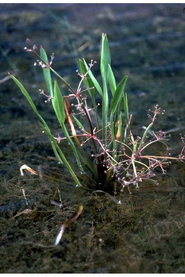 Taken Jan 1, 1900 by EOL − USDA NRCS Wetland Science Institute. (public)