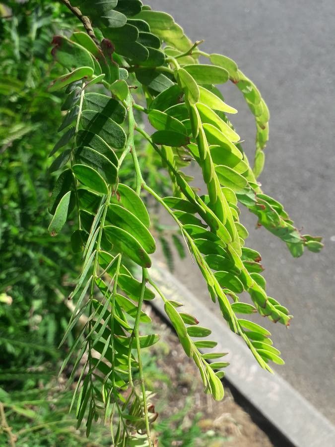 Observation Tamarindus Indica L Justin Dumoulin Mar 18 21 Reunion Pl Ntnet Identify