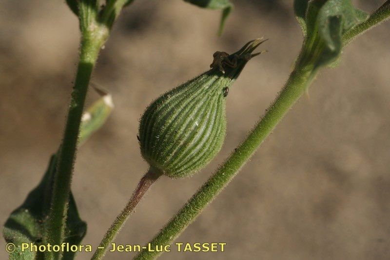 Taken Apr 15, 2008 by Photoflora - Jean-Luc TASSET (©)