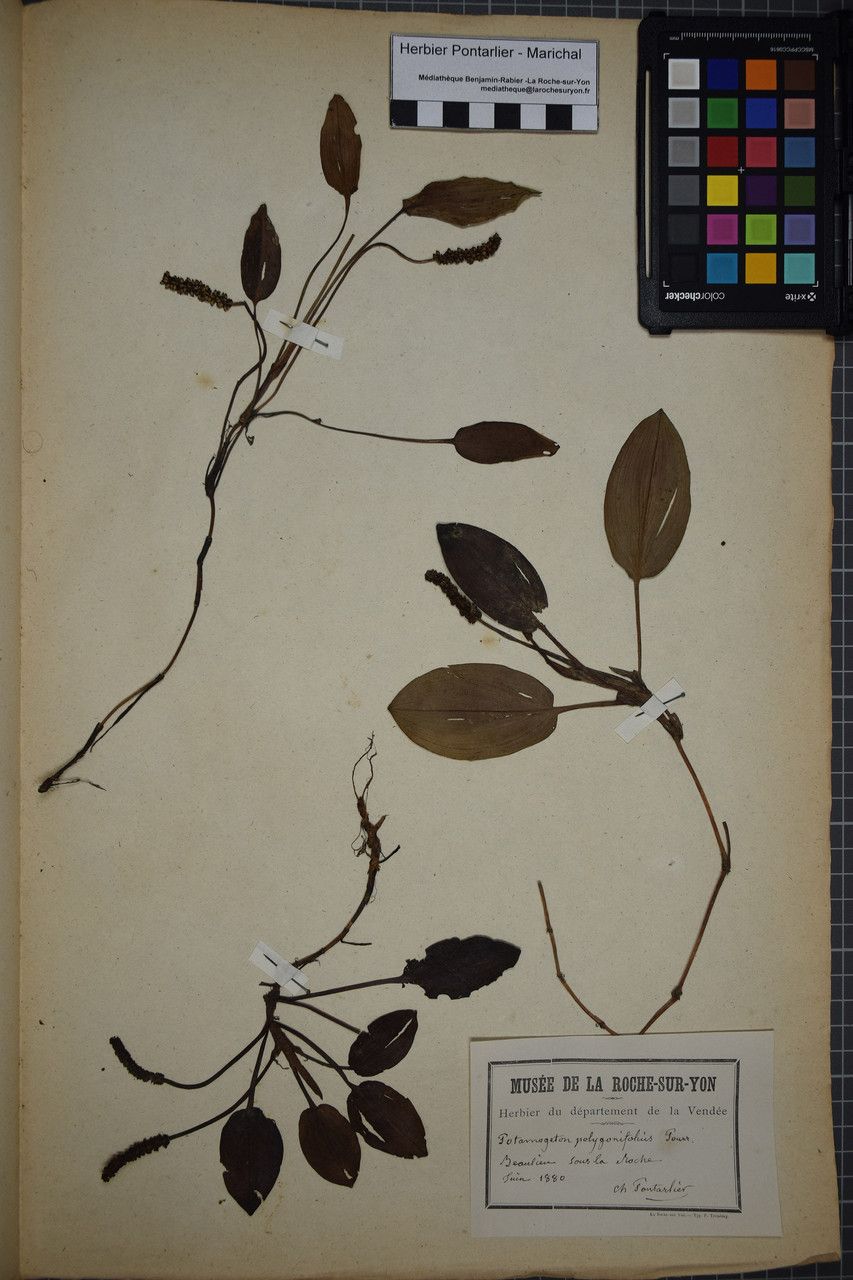 Taken May 31, 1880 by Tela Botanica − Herbier PONTARLIER-MARICHAL (cc-by-sa)