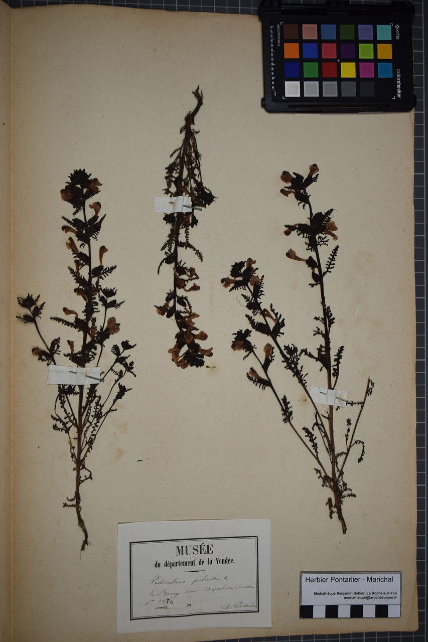 Taken May 31, 1874 by Tela Botanica − Herbier PONTARLIER-MARICHAL (cc-by-sa)