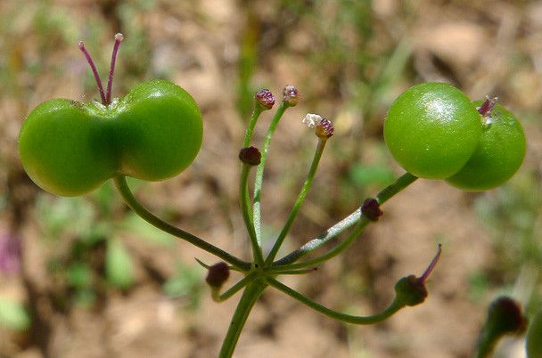 Taken Jun 5, 2012 by Tela Botanica − Bertrand BUI (cc-by-sa)