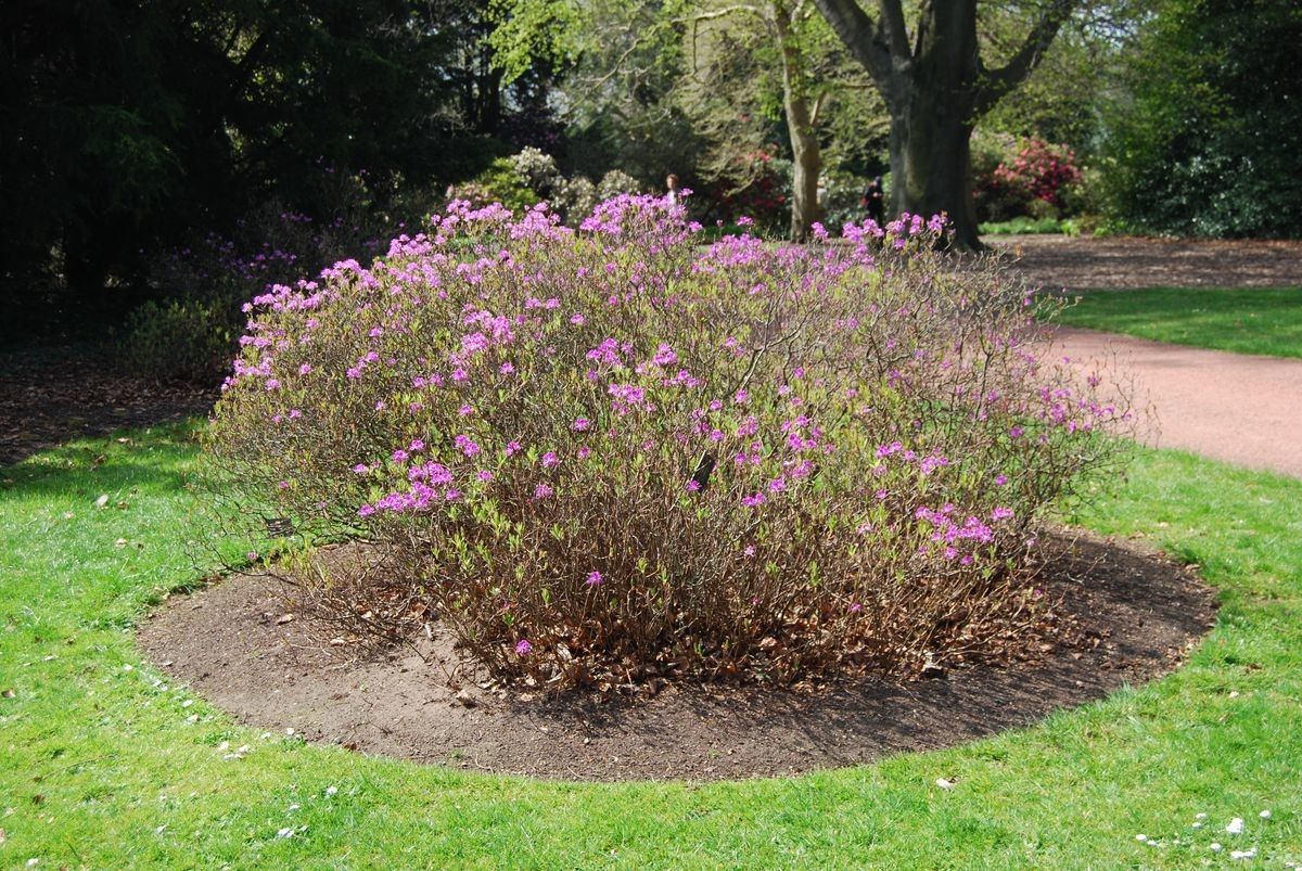 Taken May 8, 2013 by Royal Botanic Garden Edinburgh - Robyn Drinkwater (cc-by-nc)